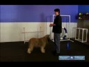 Nasıl Bir Köpek Yetiştirmek : Otur, Uz
