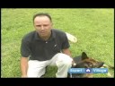 Temel Köpek Eğitim Teknikleri: Ayrılık Kay