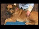 Köpek Ayak Bileği Artrit İçin Aku