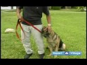 Temel Köpek Eğitim Teknikleri: Köpek İt