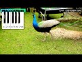 Tavus Kuşu Piyano Etkileşimli